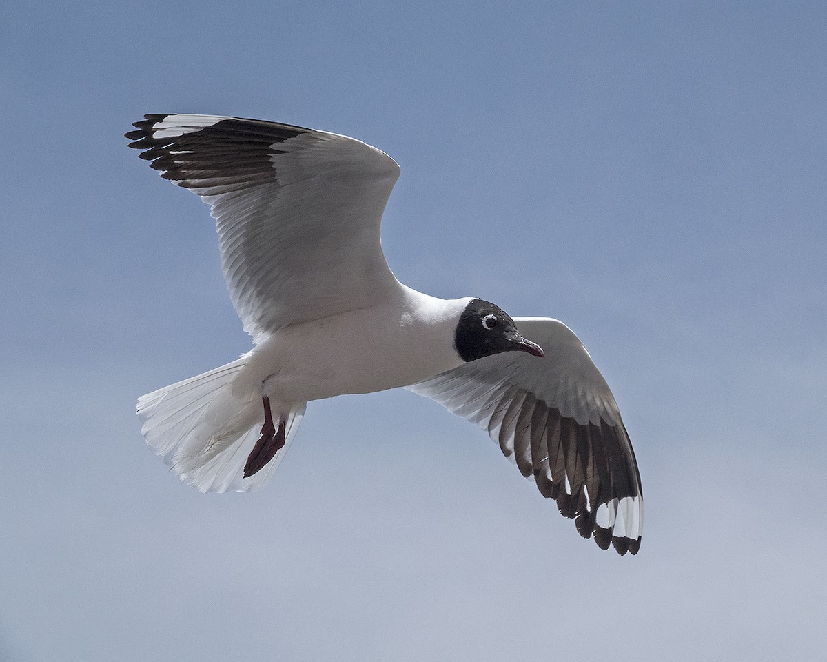 Andean Gull - ML191301971