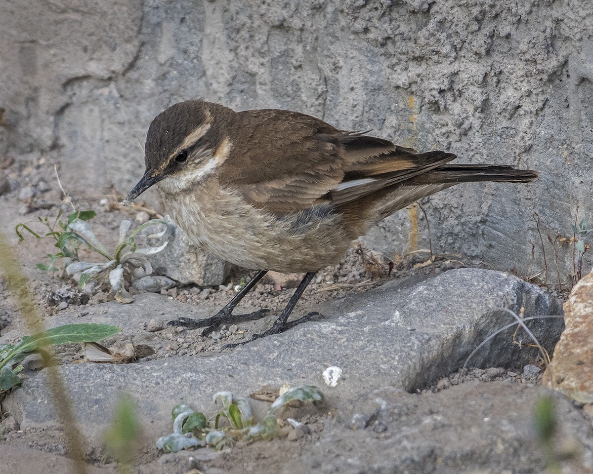 Cream-winged Cinclodes - ML191302331