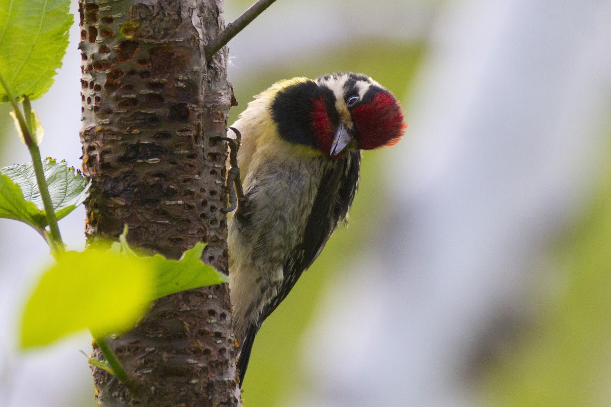 Yellow-bellied Sapsucker - ML191302341