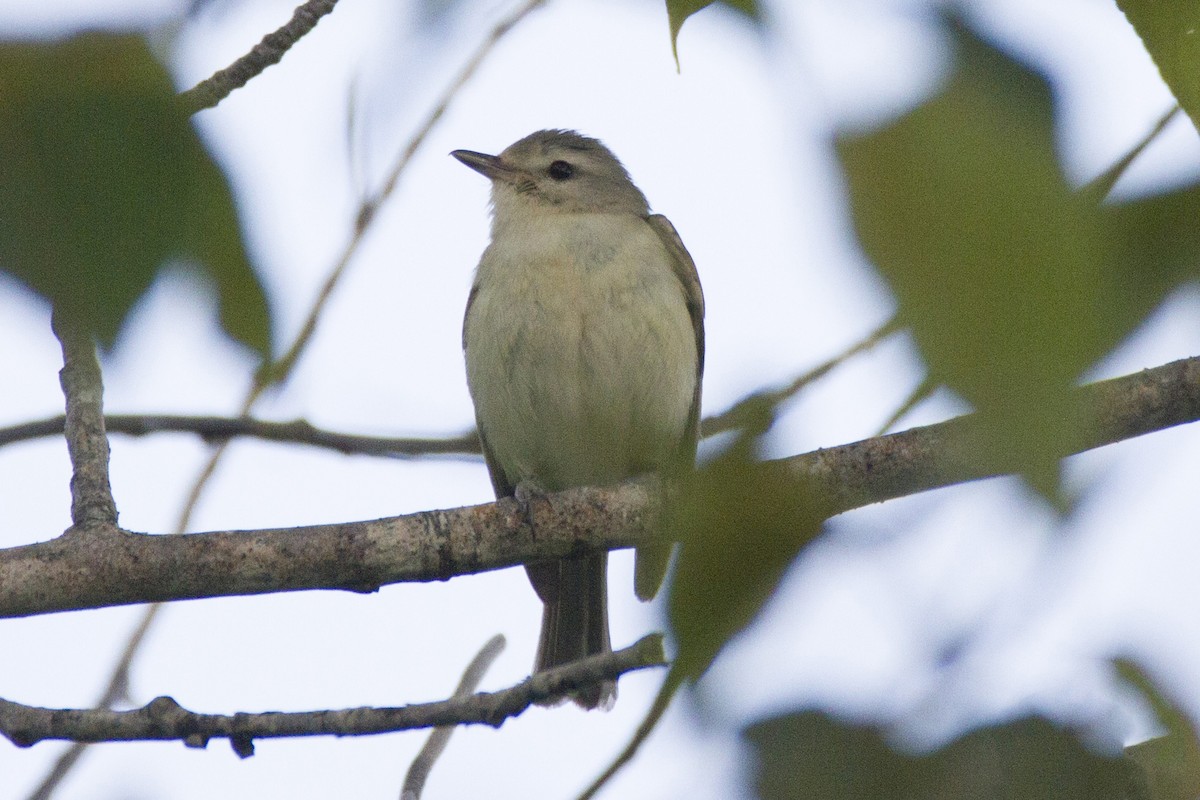 Vireo de Filadelfia - ML191302401