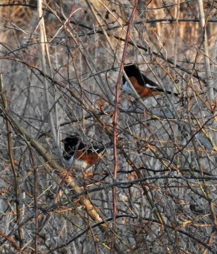 Eastern Towhee - Paul McKenzie