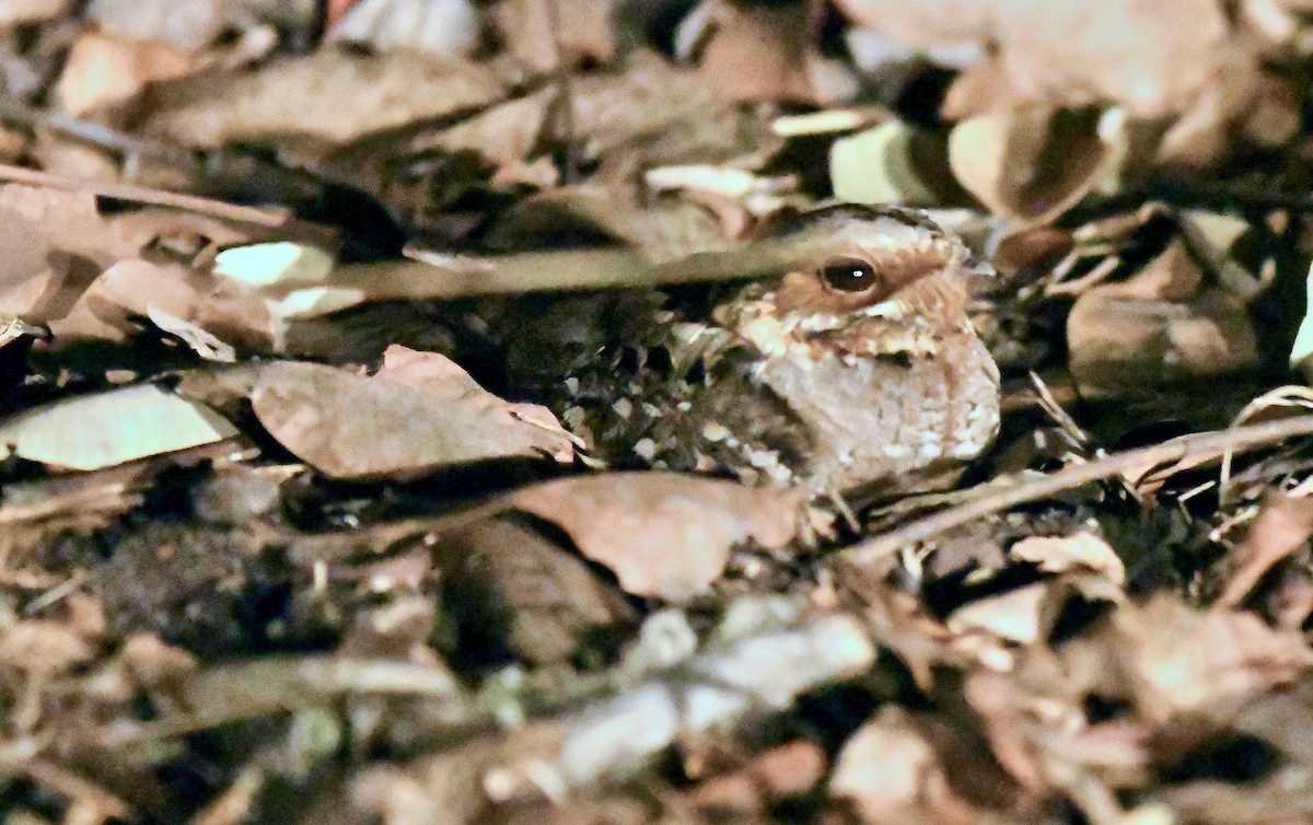 Fiery-necked Nightjar - ML191302791