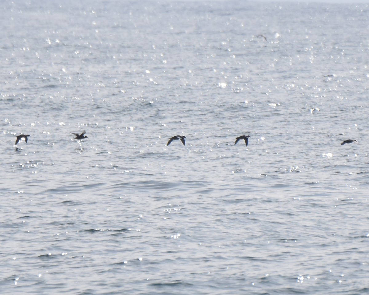 White-winged Scoter - Kevin Lapp