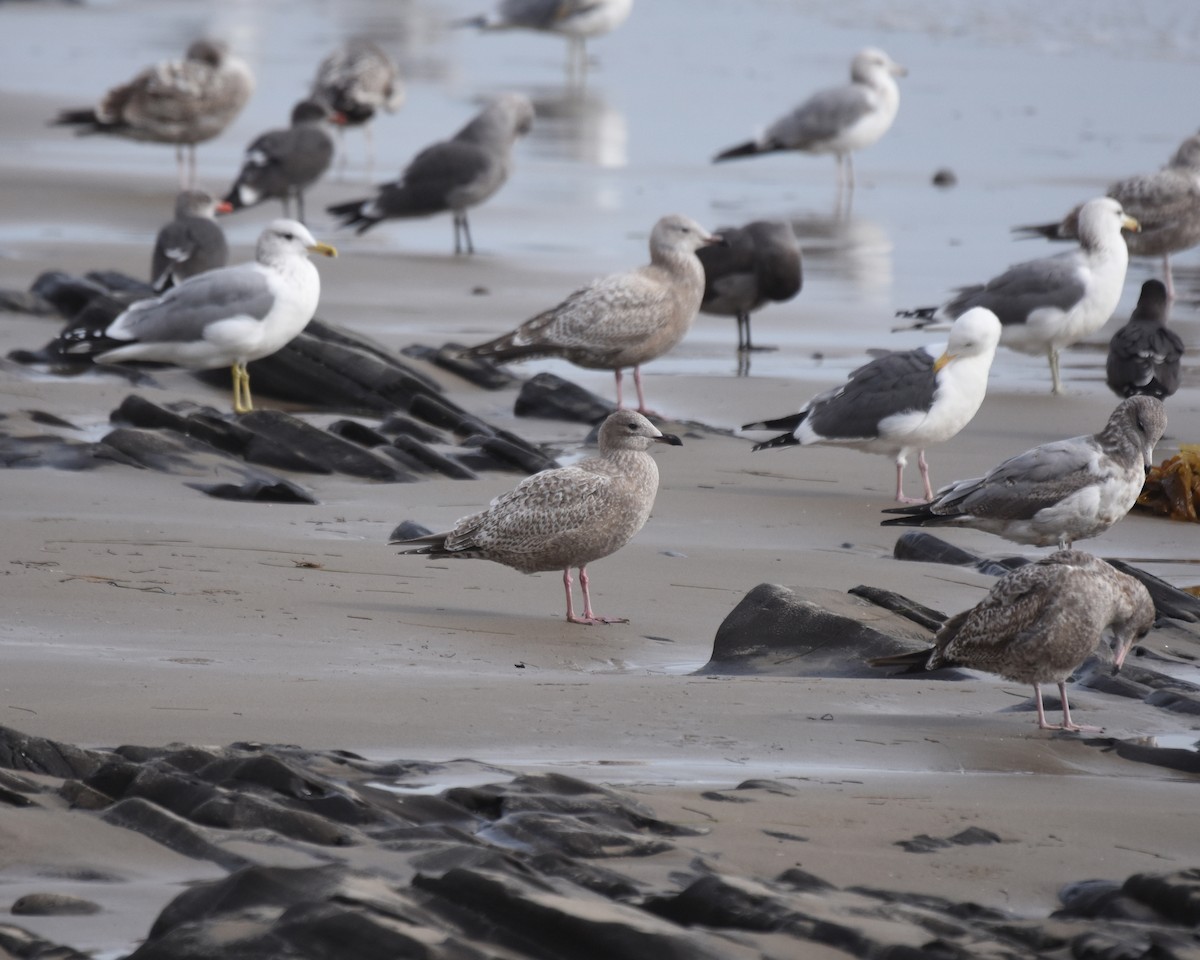 Iceland Gull - ML191303931