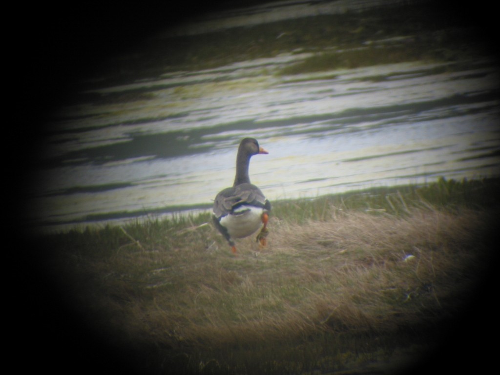 Greater White-fronted Goose - ML191303941