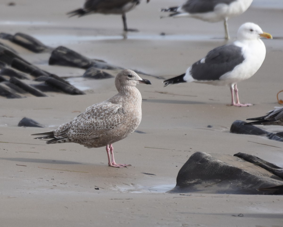 Iceland Gull - ML191303951