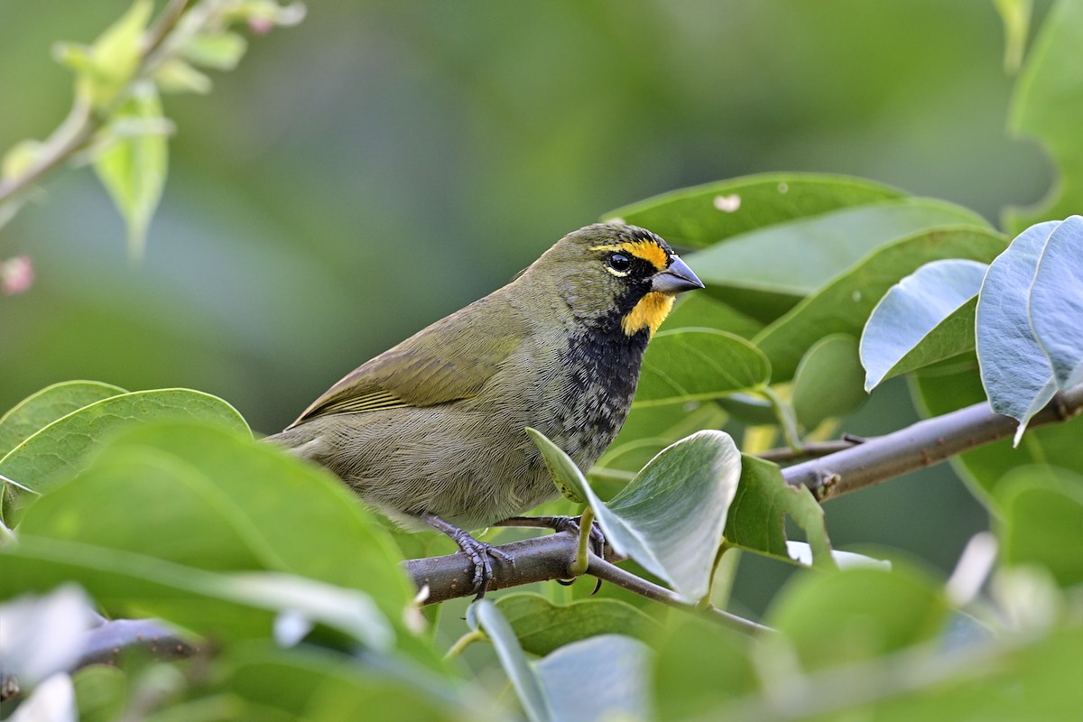 Yellow-faced Grassquit - Luis Guillermo
