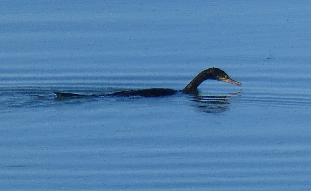 Neotropic Cormorant - ML191307201