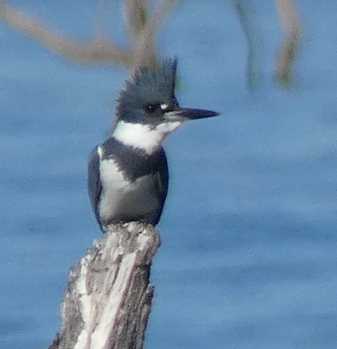 Belted Kingfisher - ML191307421