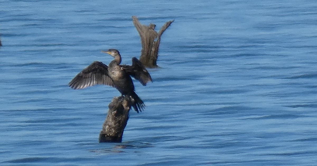 Double-crested Cormorant - ML191307431