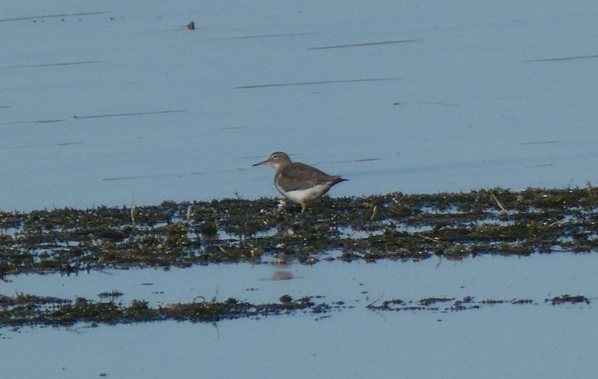 Spotted Sandpiper - ML191307791