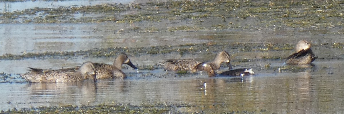 Blue-winged Teal - ML191307801