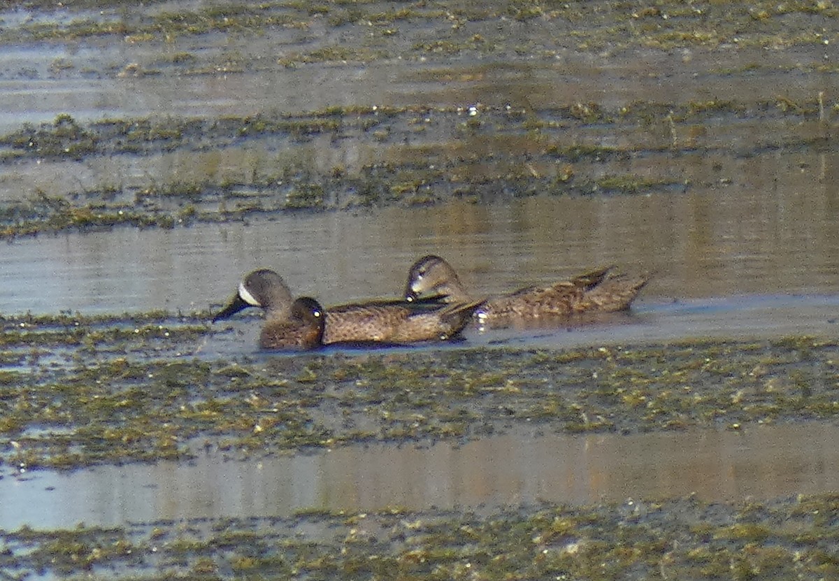 Blue-winged Teal - ML191307811