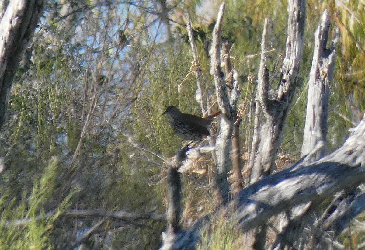 Long-billed Thrasher - ML191307901