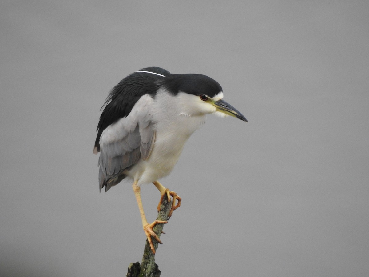 Black-crowned Night Heron - Michelli Gomes