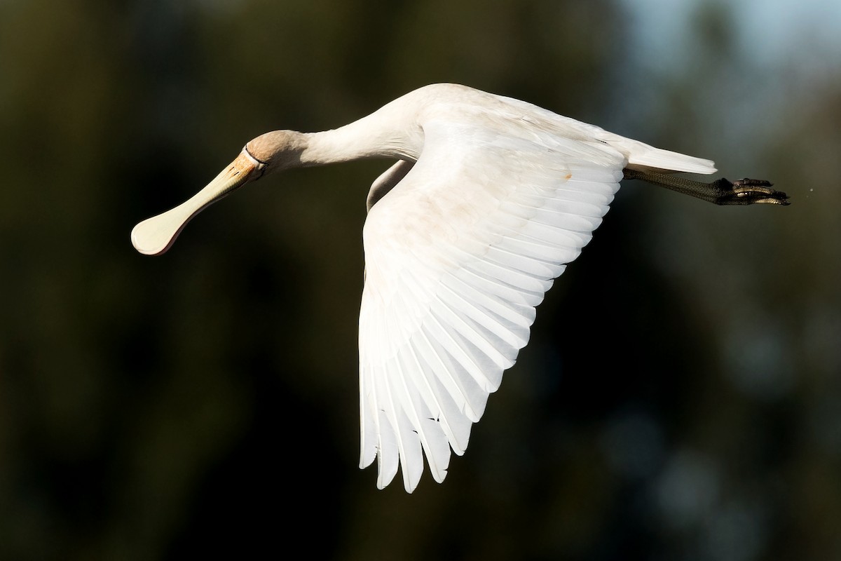 Yellow-billed Spoonbill - ML191317001