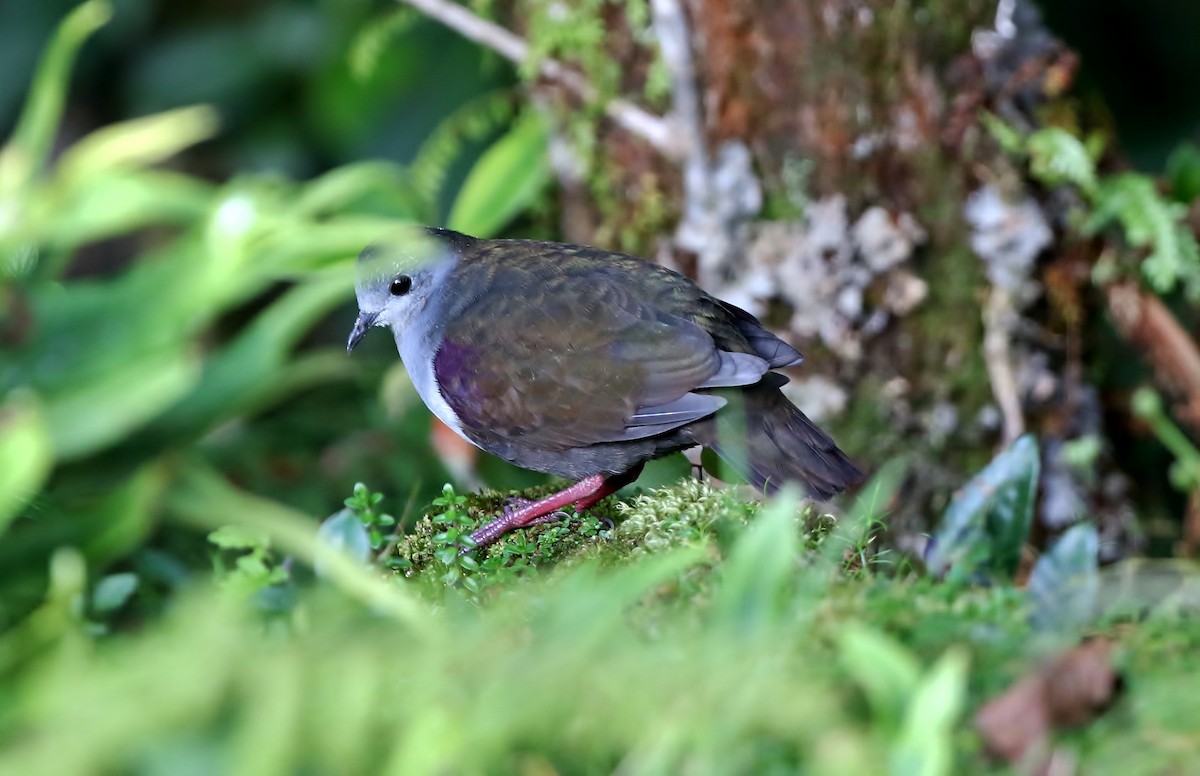 Bronze Ground Dove - ML191318301