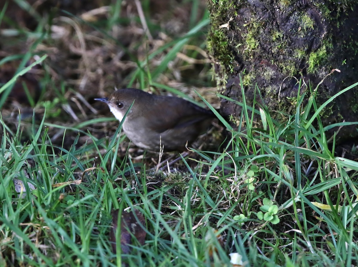 Mountain Mouse-Warbler - ML191319641