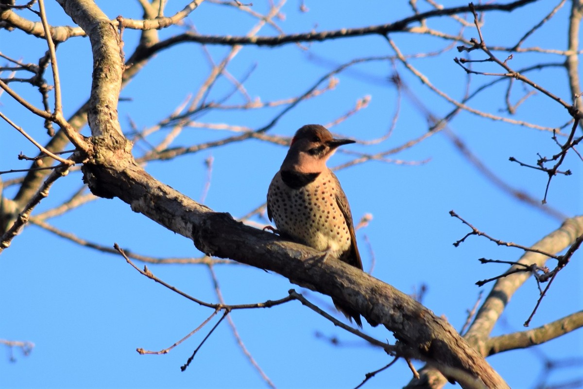 Northern Flicker - ML191320911