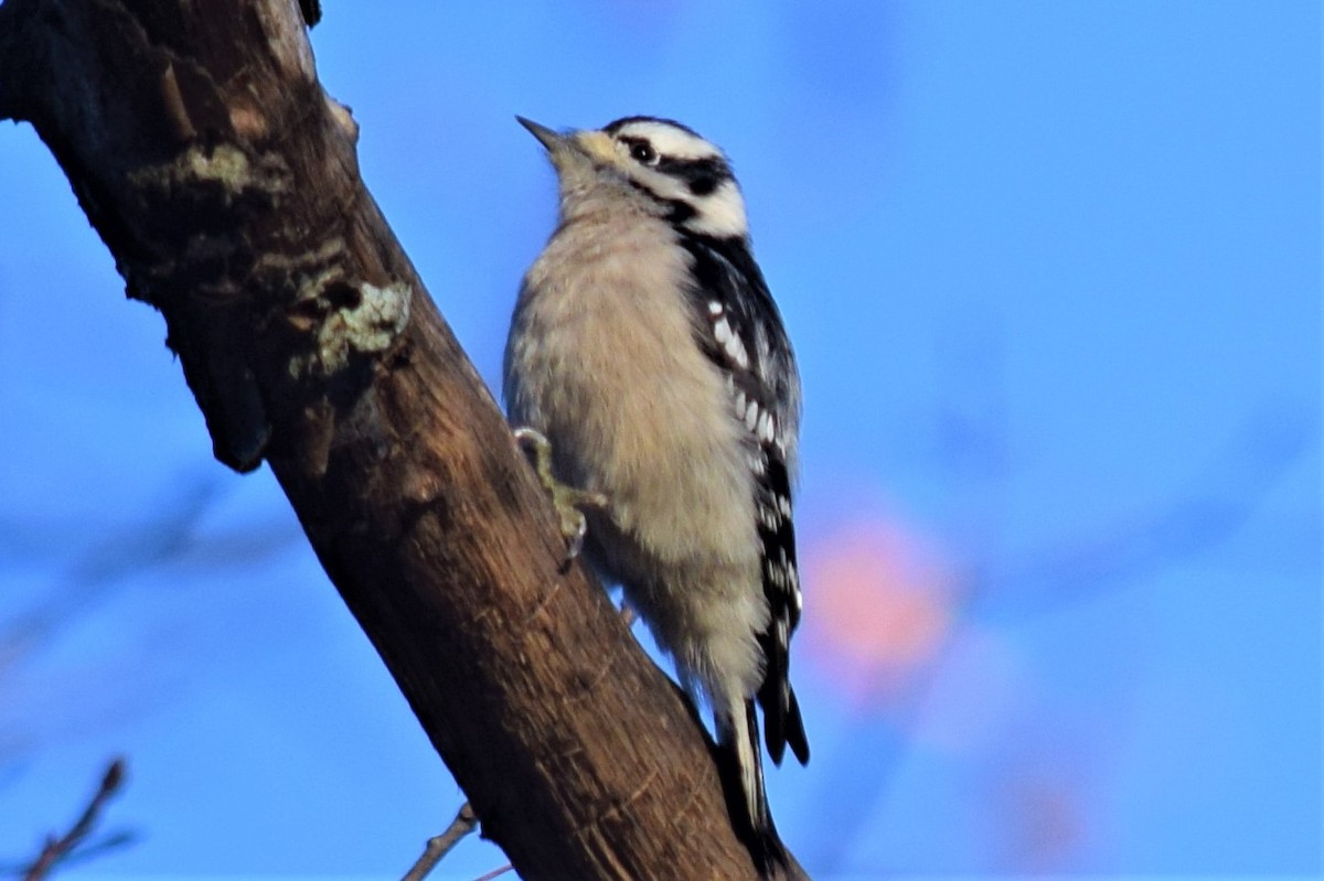 Downy Woodpecker - Gregg Hitchings