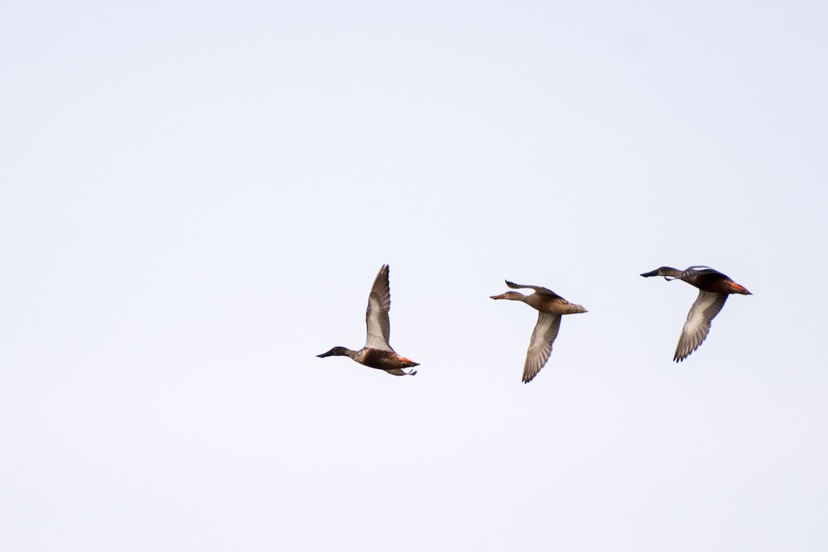 Northern Shoveler - Herb Elliott