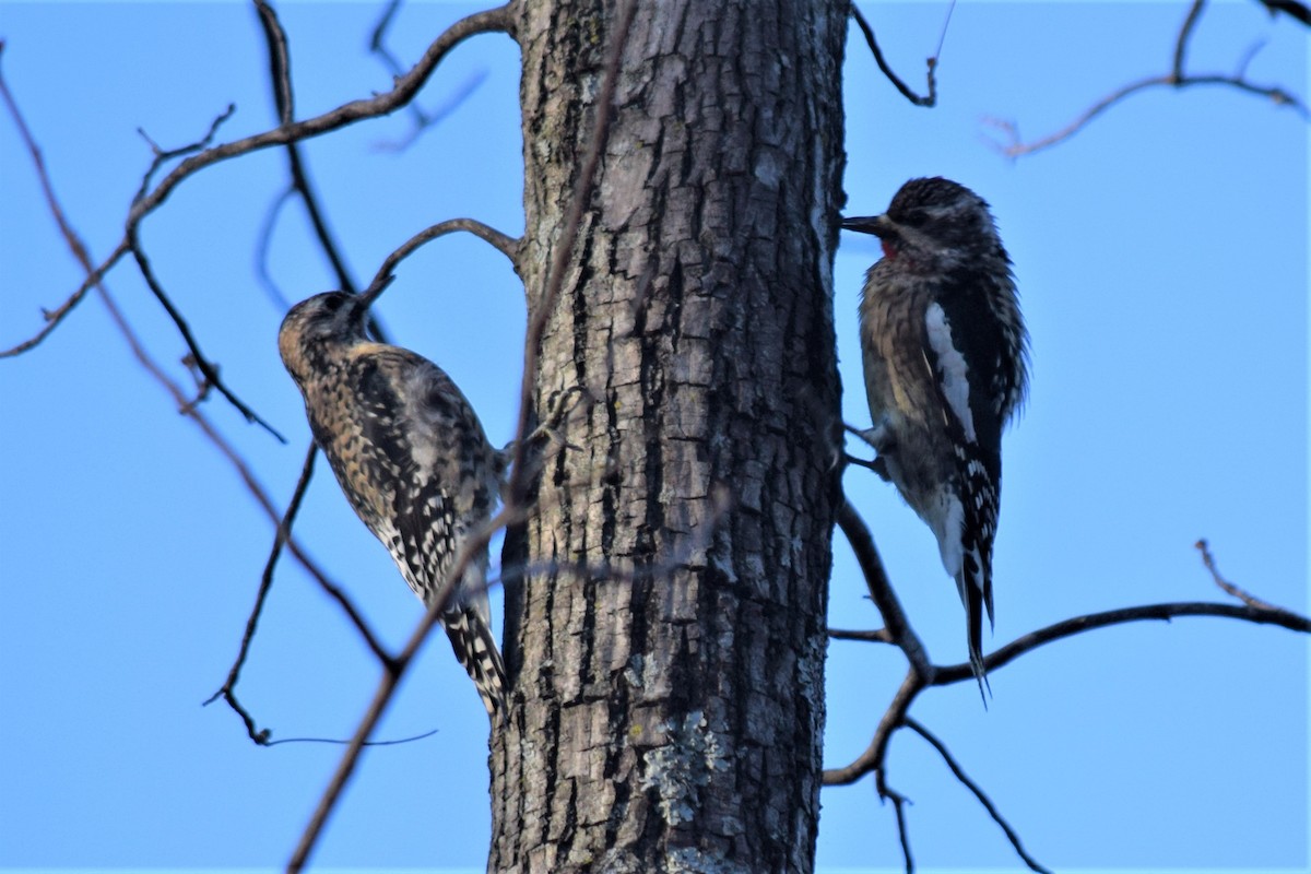 Yellow-bellied Sapsucker - ML191322111