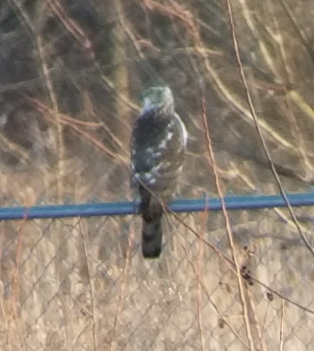 Azor/Gavilán sp.  (Accipiter sp.) - ML191327151