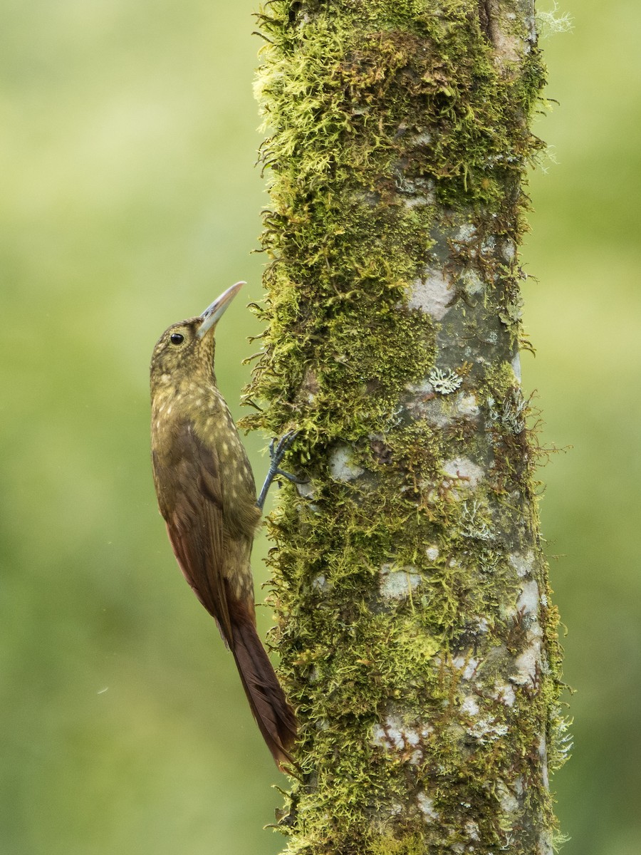 Spotted Woodcreeper - ML191327851