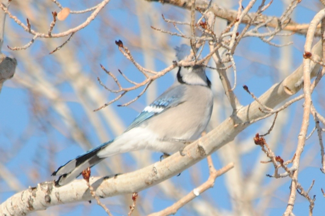 Blue Jay - ML191328771