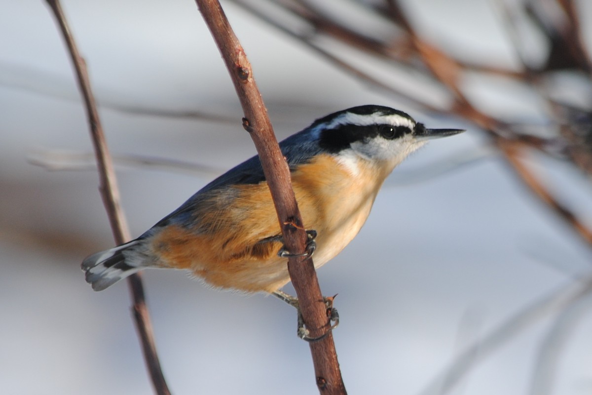 Red-breasted Nuthatch - ML191328851