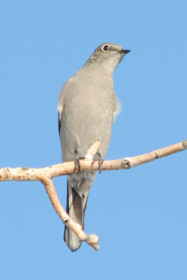 Solitario Norteño - ML191328891