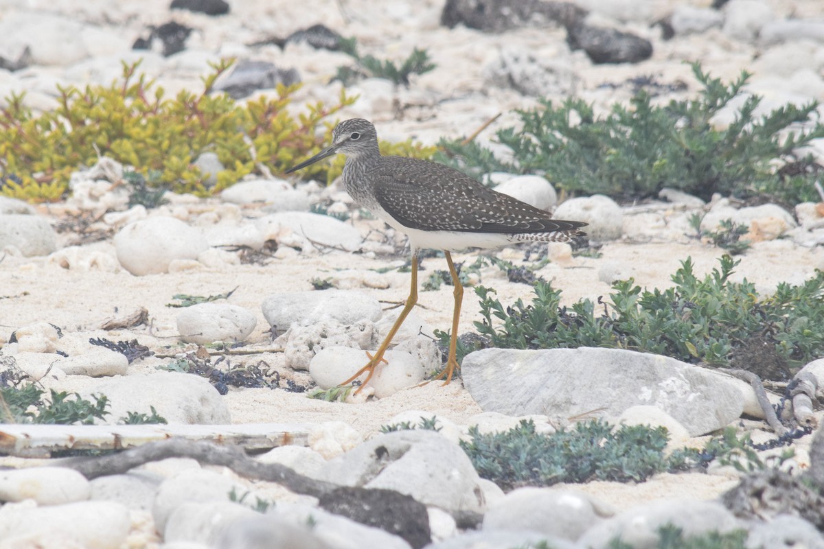 Greater Yellowlegs - ML191329481