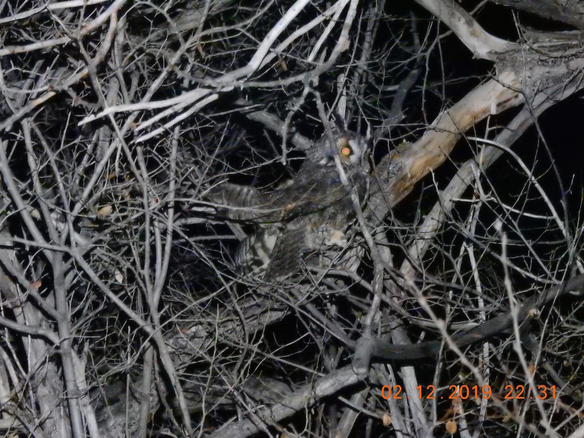 Long-eared Owl - ML191331611