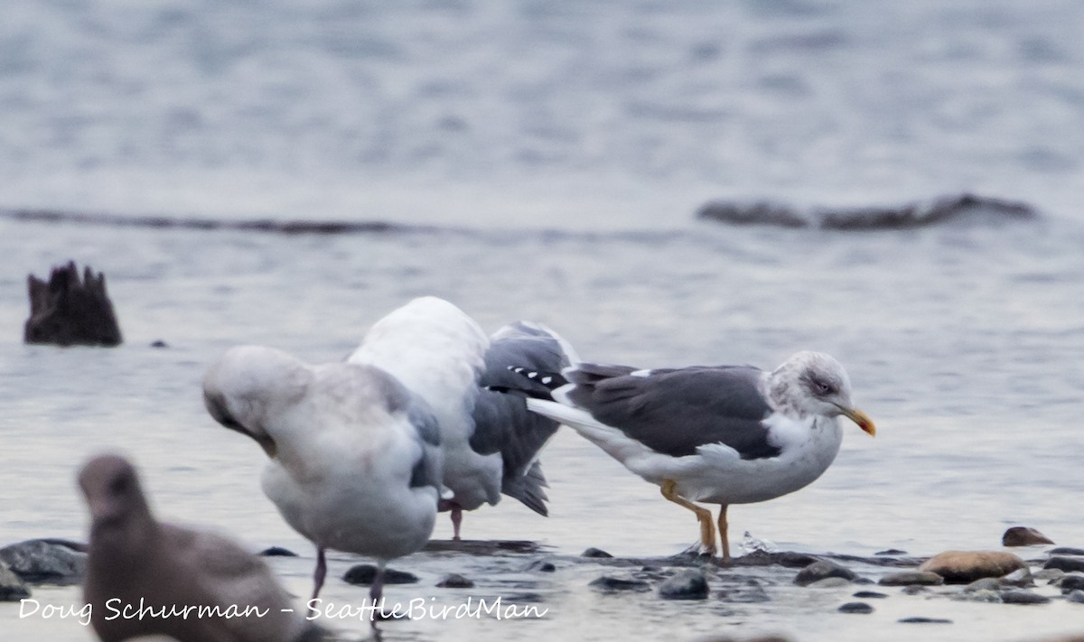 Бэсрэг цахлай - ML191333931