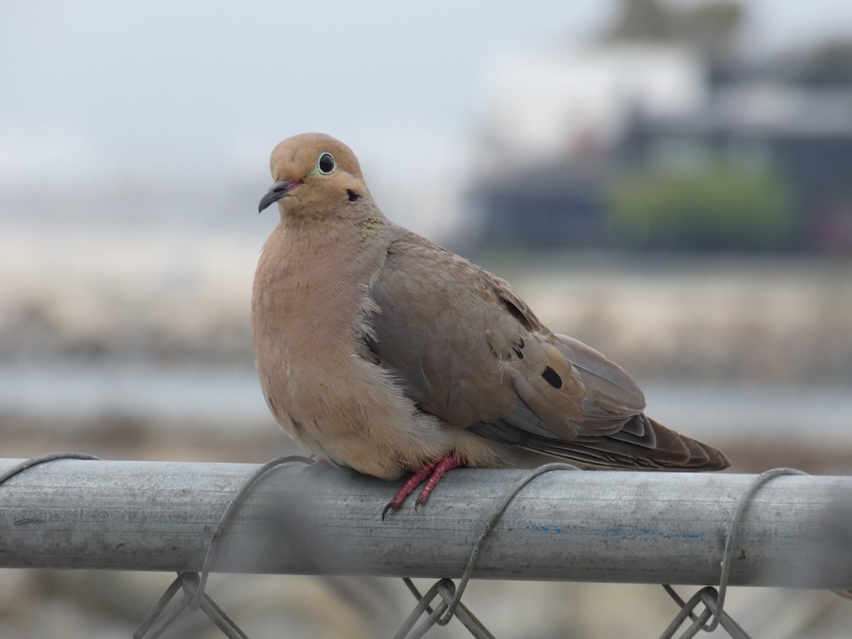 Mourning Dove - ML191334051