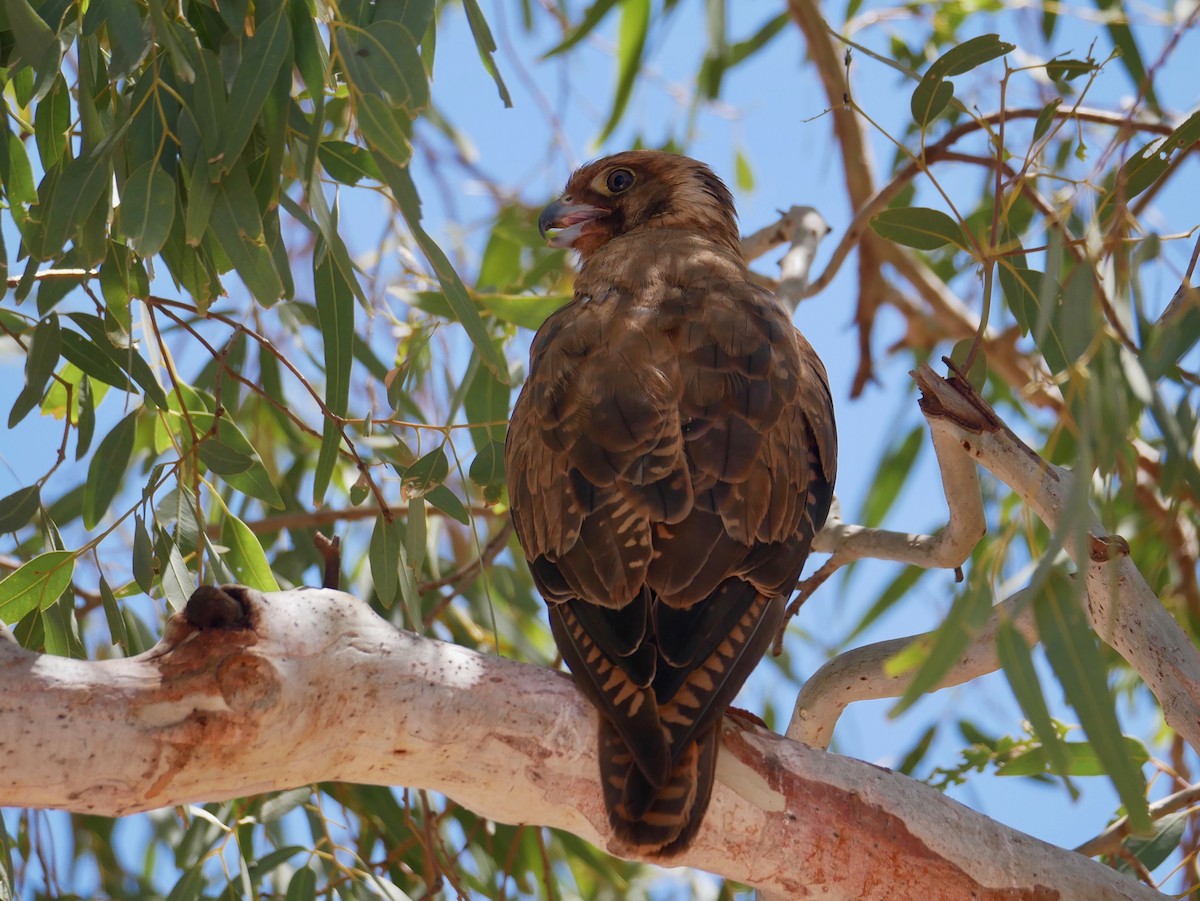 Brown Falcon - Keith Morris