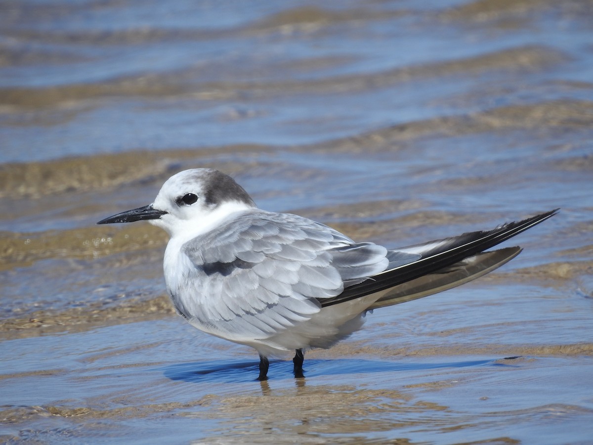 Aleutian Tern - Tom Tarrant