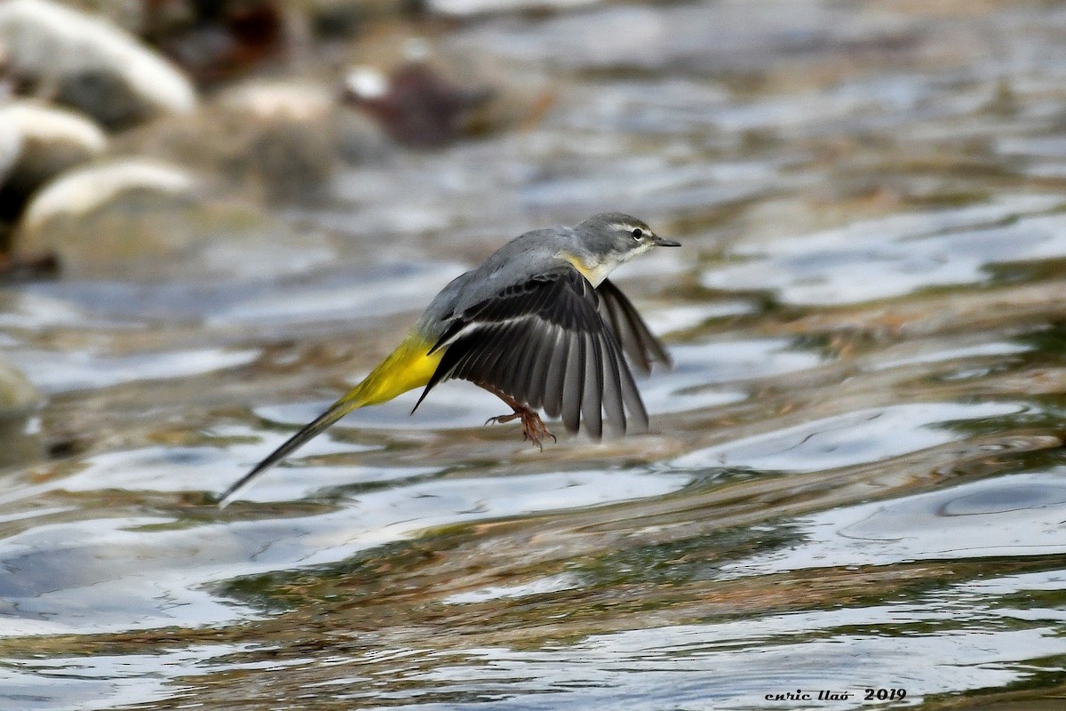 Gray Wagtail - Enrique Llao Sanchez