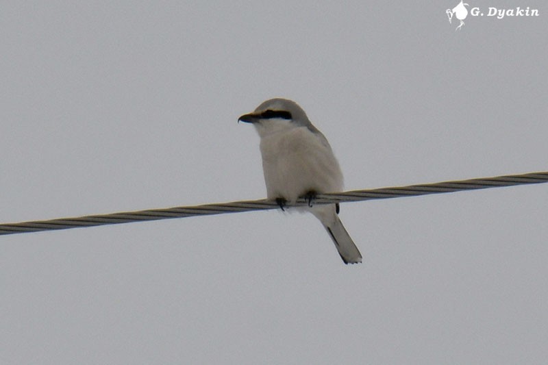 Northern Shrike - Gennadiy Dyakin