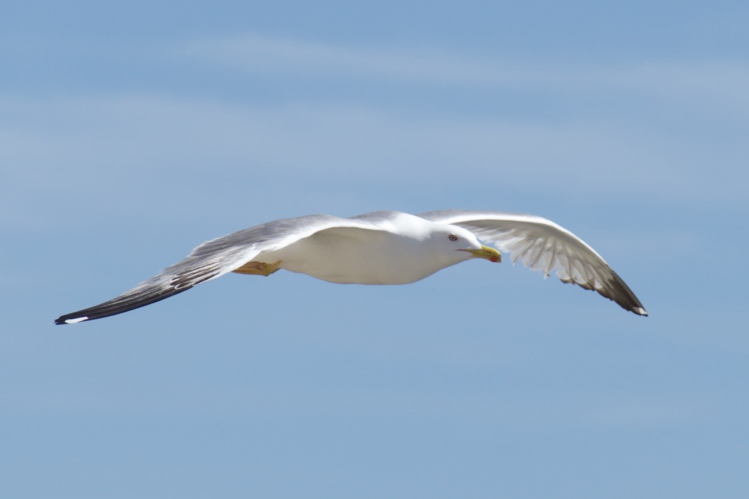 Yellow-legged Gull - ML191338211