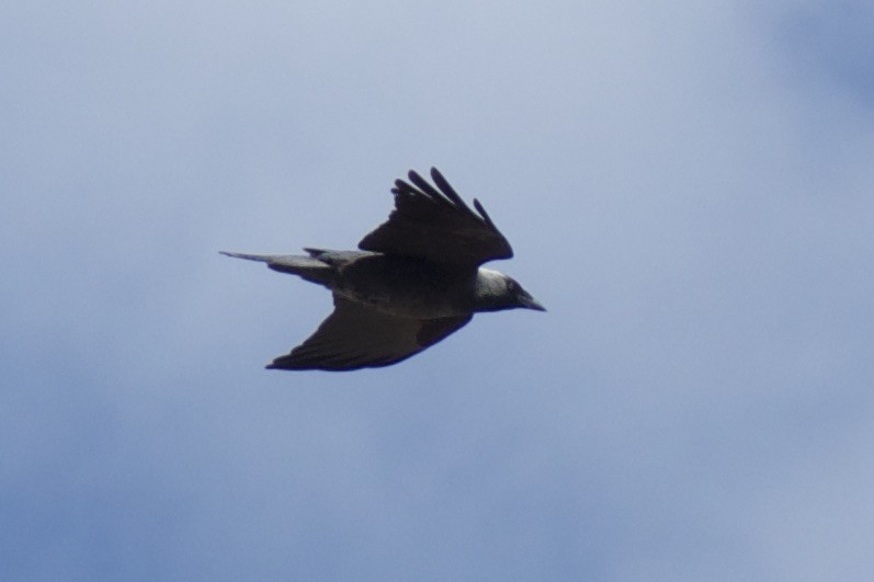 Hooded Crow - ML191338251