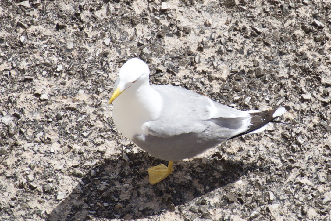 Yellow-legged Gull - ML191338261