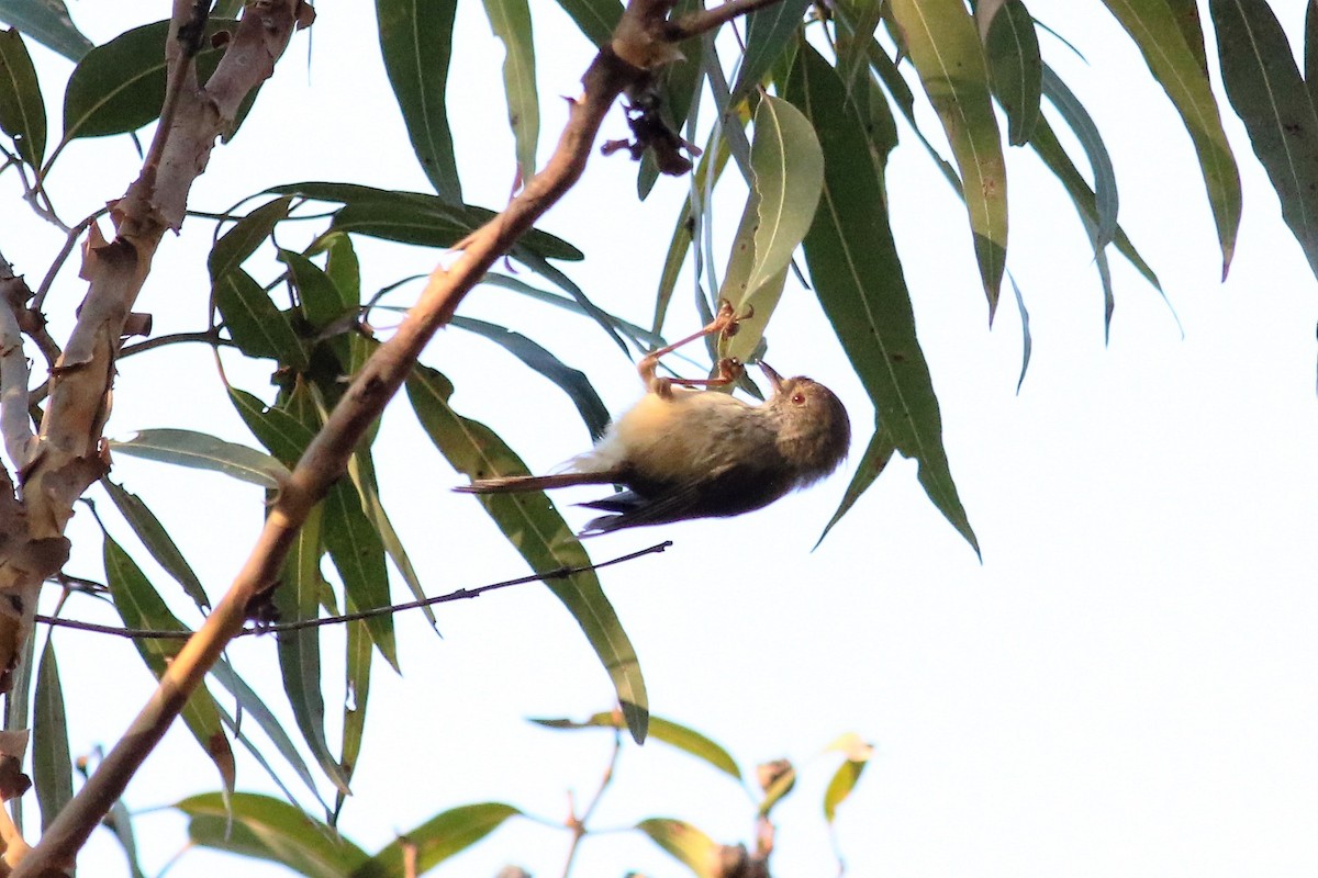 Large-billed Scrubwren - ML191338681