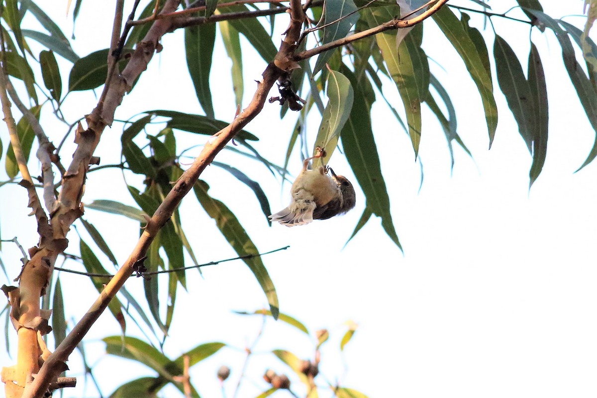 Large-billed Scrubwren - Fadzrun A.