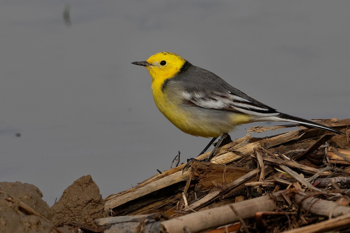 Citrine Wagtail - ML191338911