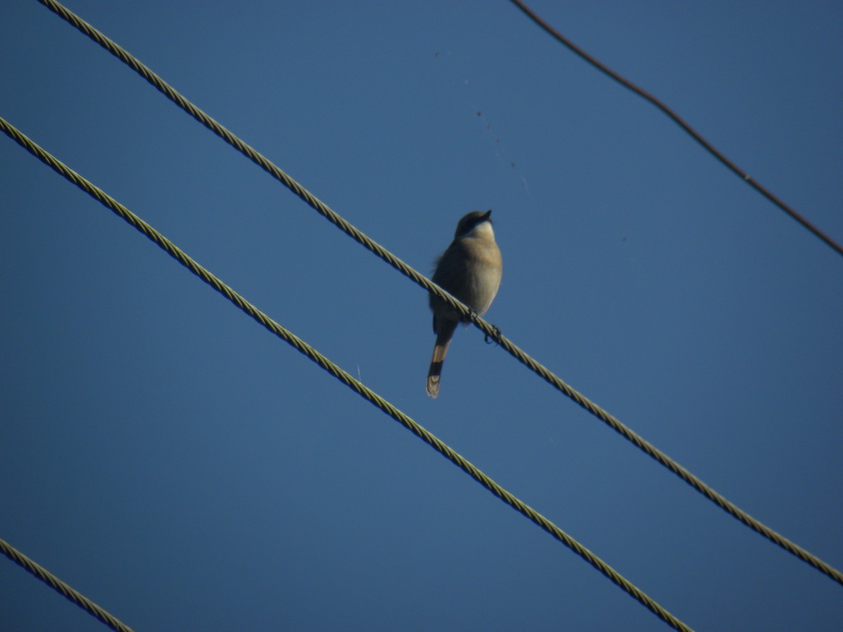 Gray Bushchat - ML191339731