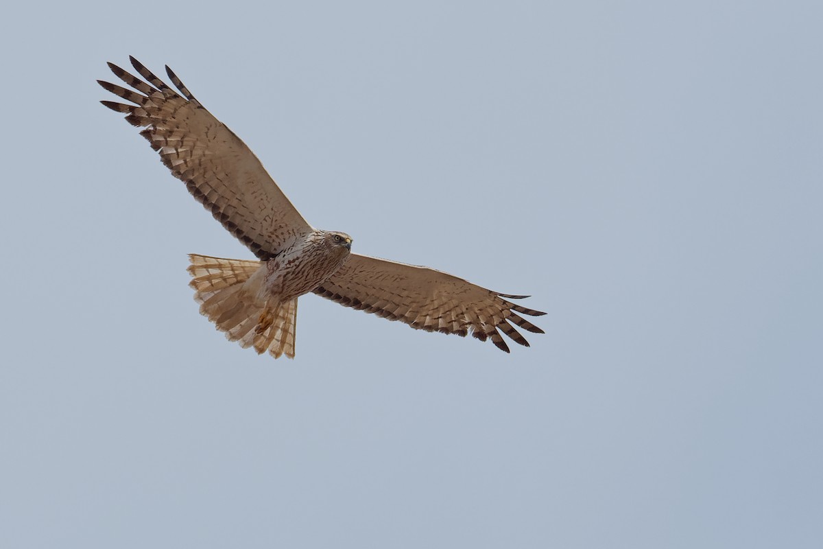 Eastern Marsh Harrier - Vincent Wang