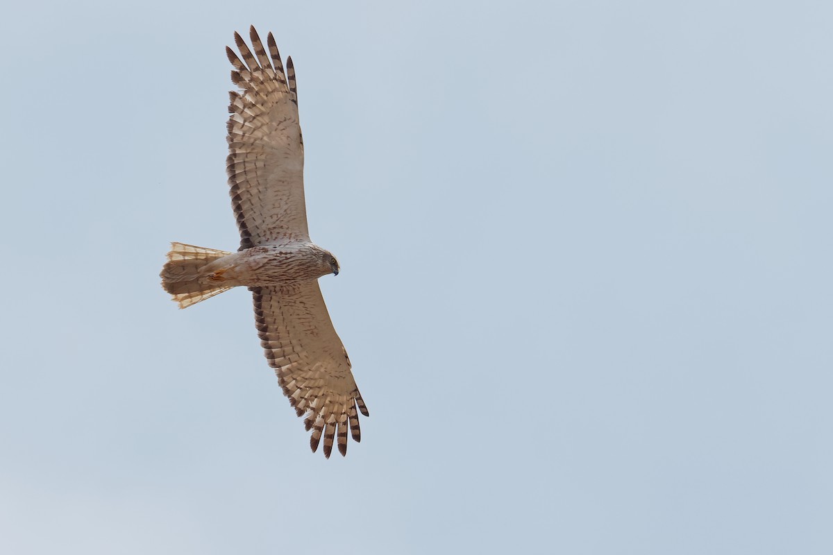 Eastern Marsh Harrier - ML191339821