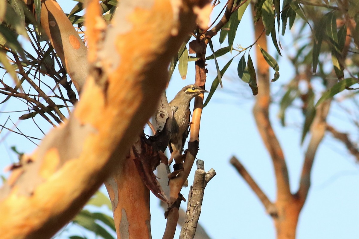 Yellow-faced Honeyeater - Fadzrun A.