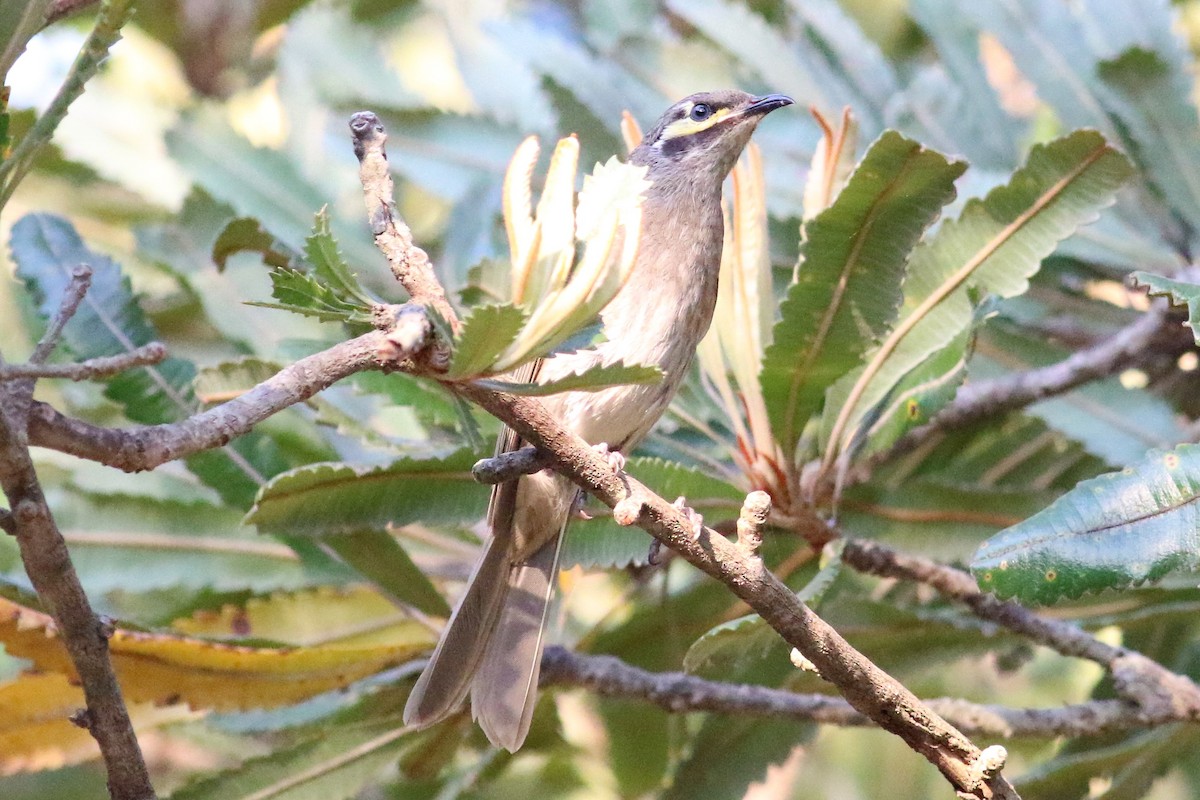 Yellow-faced Honeyeater - Fadzrun A.